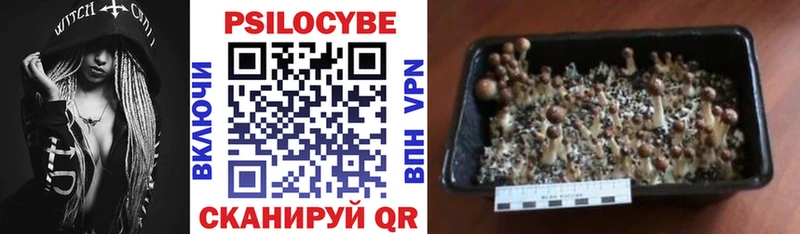 Галлюциногенные грибы Psilocybine cubensis  Афипский 